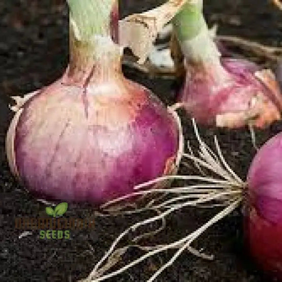 Red Electric Onion Sets For Planting - Premium Gardening Essentials For Vibrant Harvests