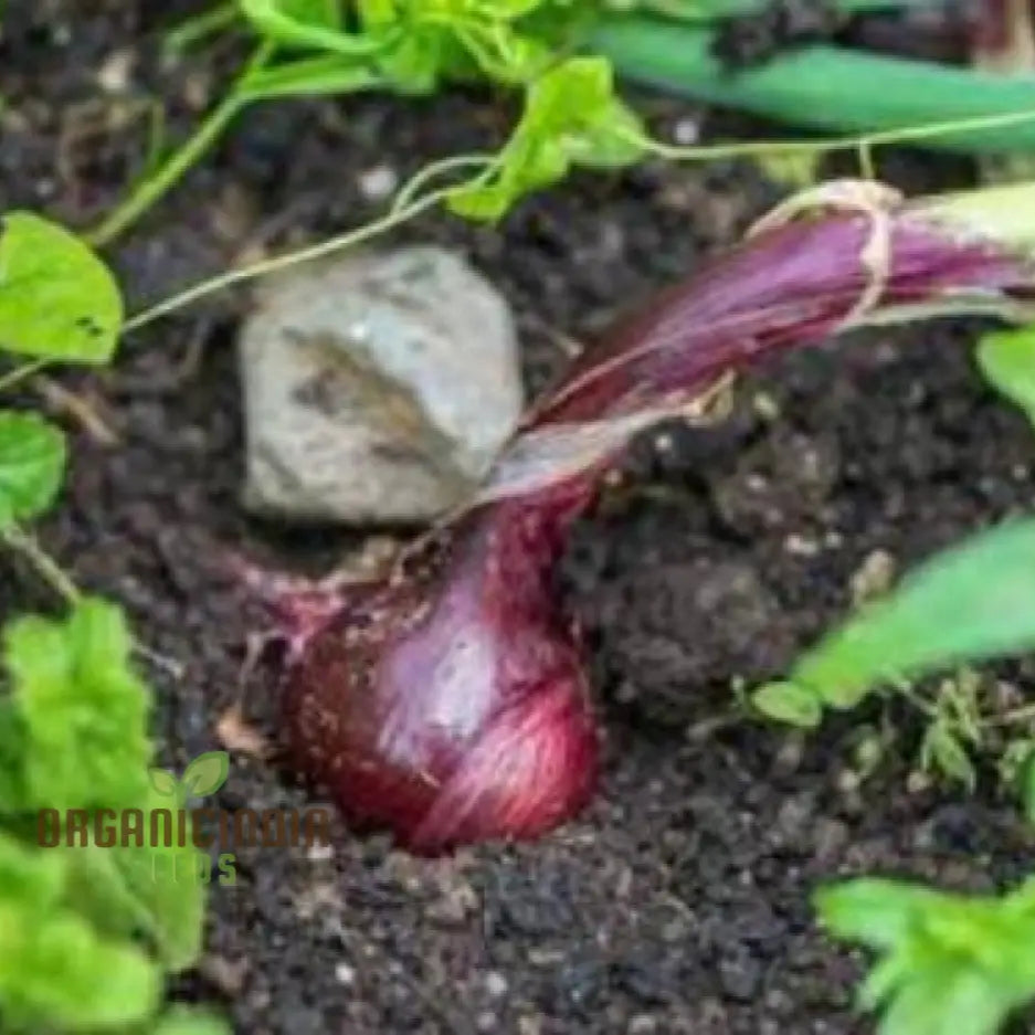 Red Electric Onion seeds