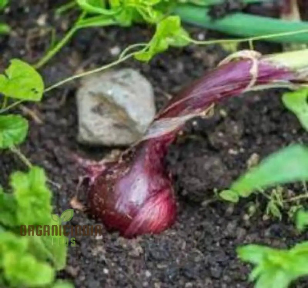 Graines de légumes d'oignon égyptien velours Allium Cepa Viviparum à planter