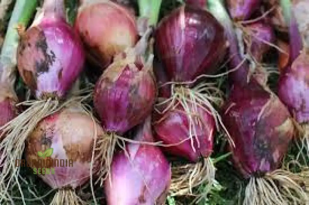 Red Electric Onion Sets For Planting - Premium Gardening Essentials For Vibrant Harvests