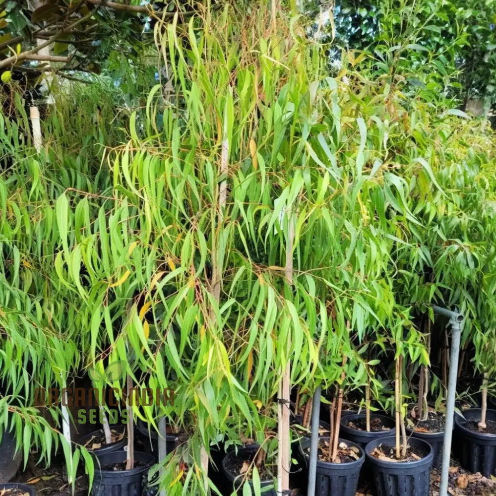 Red Eucalyptus Torquata Tree Seeds Fresh (20Pcs)