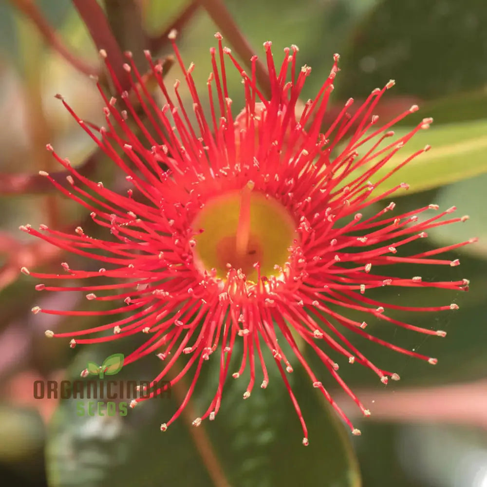 Red Eucalyptus Torquata Tree Seeds Fresh (20Pcs)