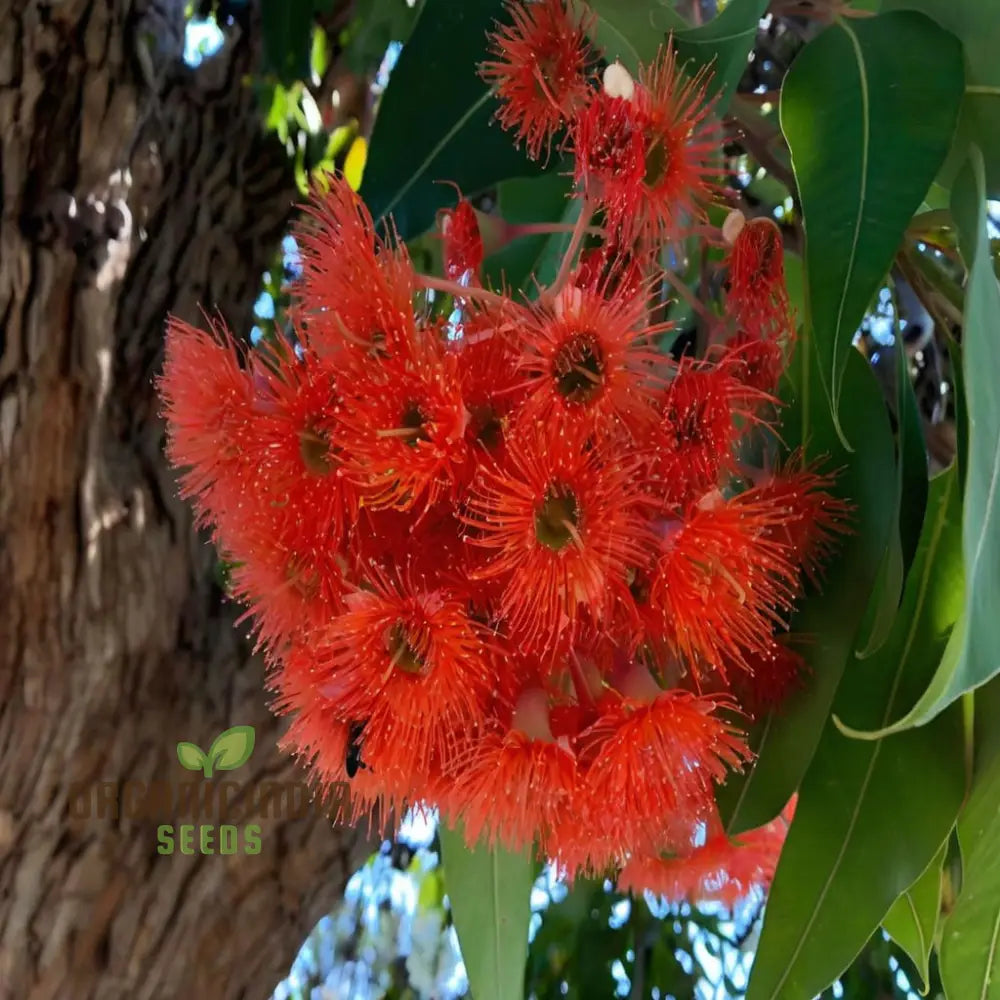 Red Eucalyptus Torquata Tree Seeds Fresh (20Pcs)