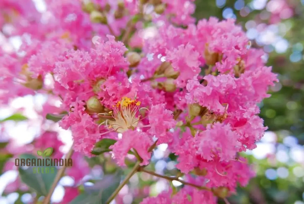 Red Flowering Bonsai Seeds In Crack Vase (100 Pcs) Flower Seeds