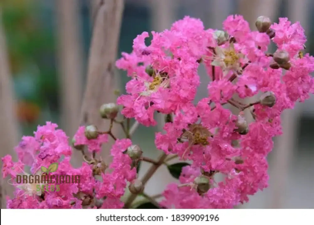 Red Flowering Bonsai Seeds In Crack Vase (100 Pcs) Flower Seeds