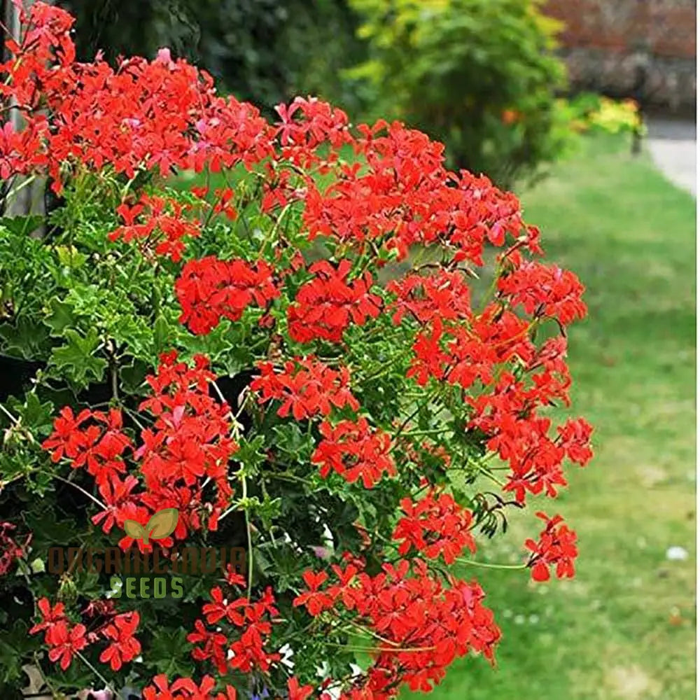 Red Geranium Seeds | Giant Perennial Herbs Flower Plants 100Pcs For Home Garden And Gardening