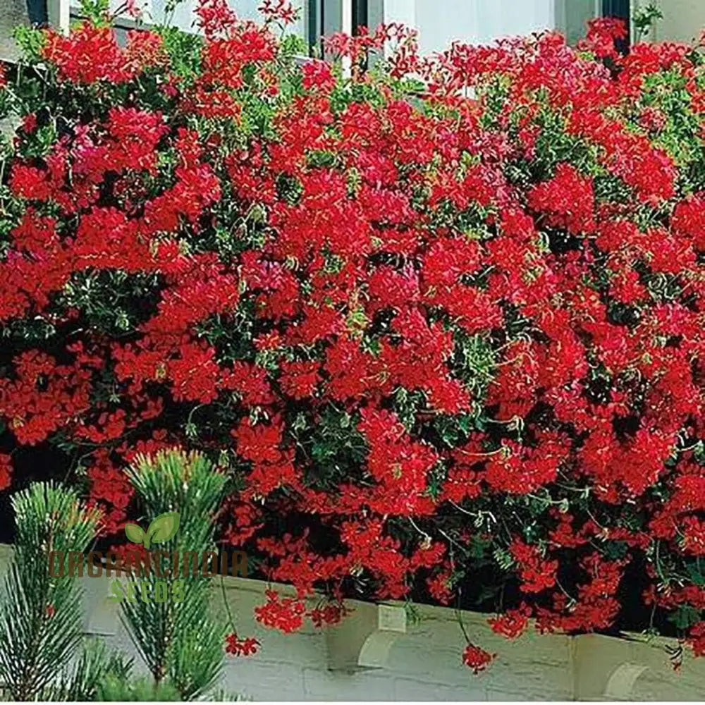 Red Geranium Seeds | Giant Perennial Herbs Flower Plants 100Pcs For Home Garden And Gardening