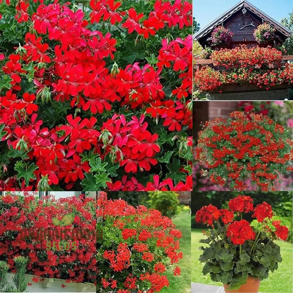 Red Geranium Seeds | Giant Perennial Herbs Flower Plants 100Pcs For Home Garden And Gardening