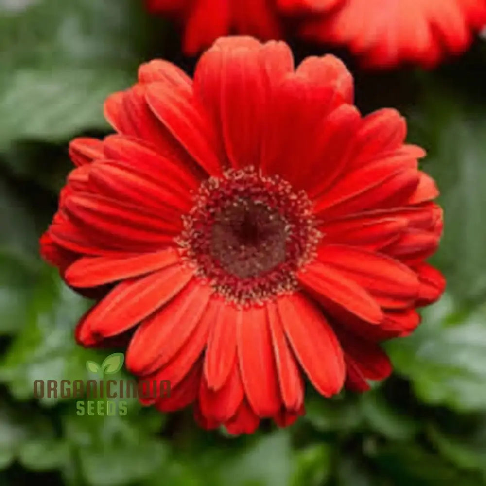 Red Gerbera Flower Seeds - Vibrant Blooms For Stunning Garden Planting And Gardening Seeds