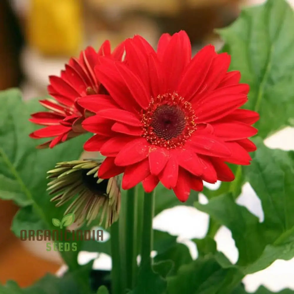 Red Gerbera Flower Seeds - Vibrant Blooms For Stunning Garden Planting And Gardening Seeds