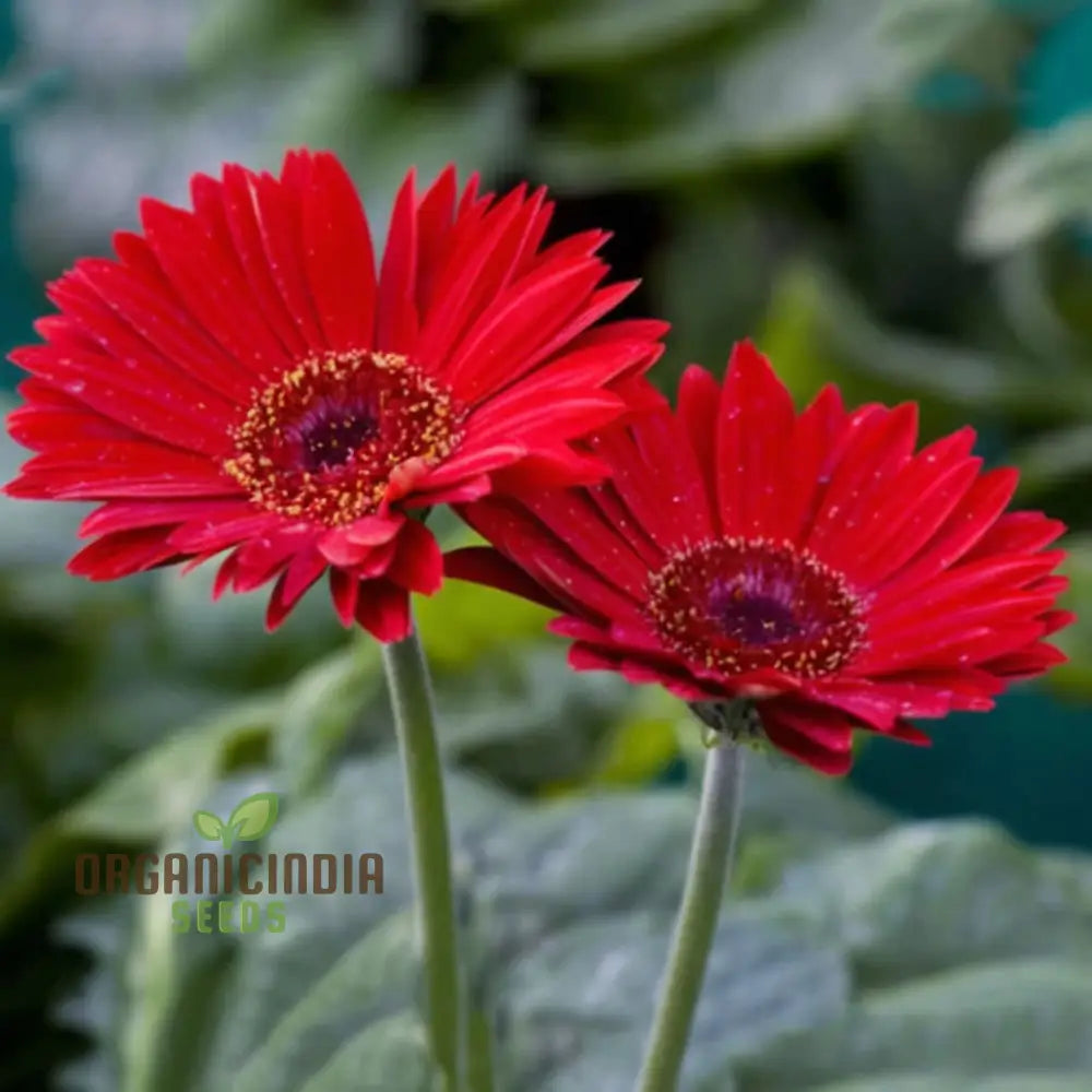 Red Gerbera Flower Seeds - Vibrant Blooms For Stunning Garden Planting And Gardening Seeds