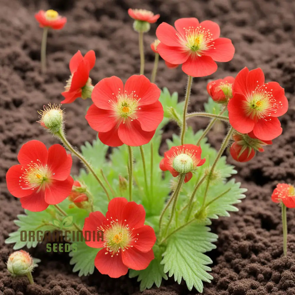 Red Geum Flower Seeds - Vibrant Blooms For Eye-Catching Garden Displays Seeds