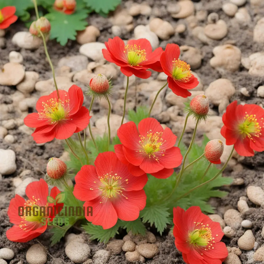 Red Geum Flower Seeds - Vibrant Blooms For Eye-Catching Garden Displays Seeds