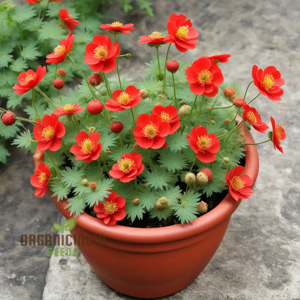 Red Geum Flower Seeds - Vibrant Blooms For Eye-Catching Garden Displays Seeds