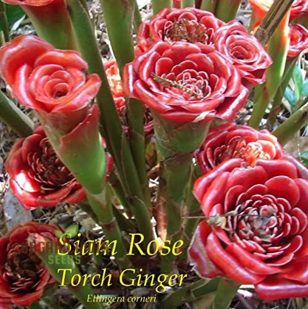 Red Green Torch Ginger Seeds Plant Mix 10Pcs Bulk