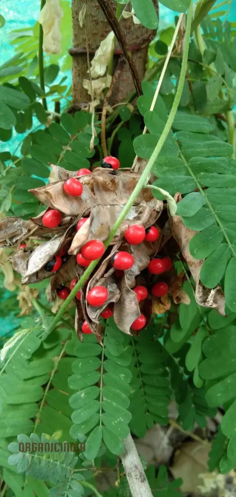 Red Gunja Seeds (Chirmi Gurinvida Beads) Beautiful Planting For Colorful Gardens Hardy Annual