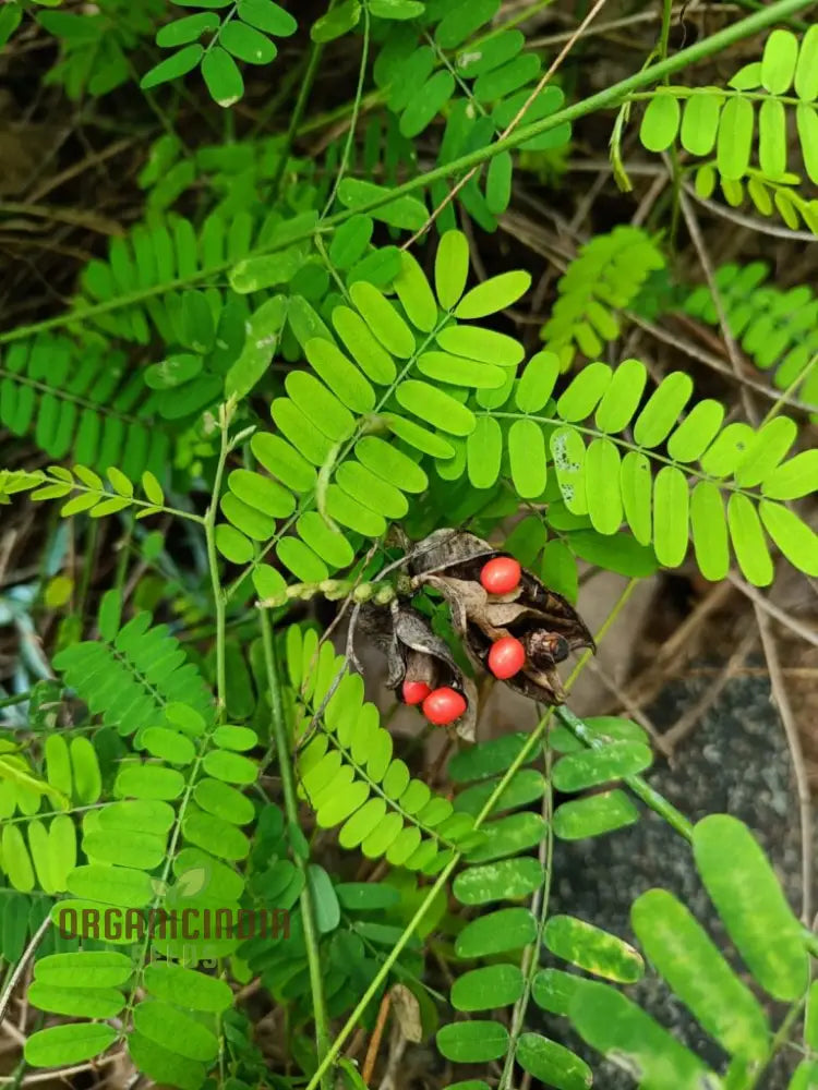 Red Gunja Seeds (Chirmi Gurinvida Beads) Beautiful Planting For Colorful Gardens Hardy Annual