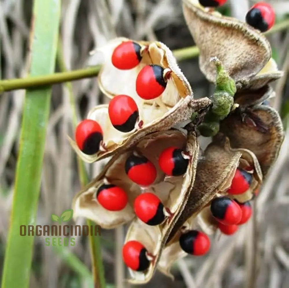 Red Gunja Seeds (Chirmi Gurinvida Beads) Beautiful Planting For Colorful Gardens Hardy Annual