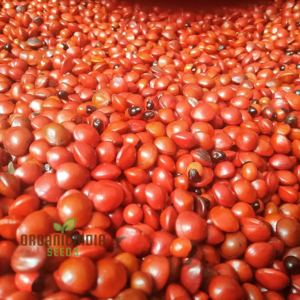 Red Gunja Seeds (Chirmi Gurinvida Beads) Beautiful Planting For Colorful Gardens Hardy Annual