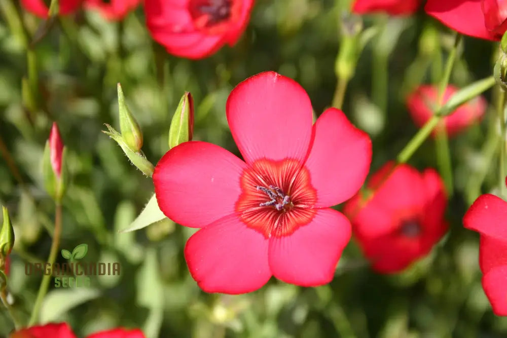 Red Head Wildflower Mix Seeds For Planting For A Stunning Garden Display