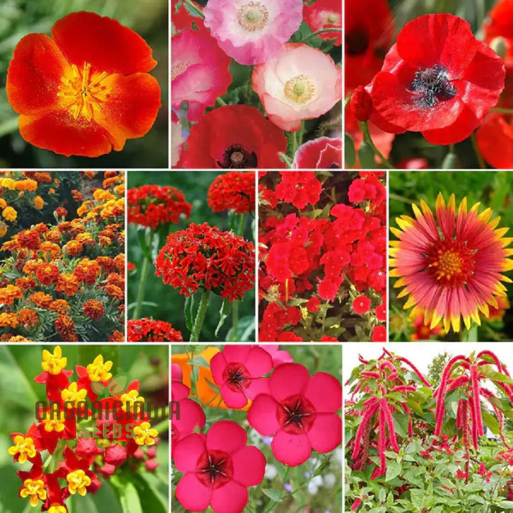 Red Head Wildflower Mix Seeds For Planting For A Stunning Garden Display