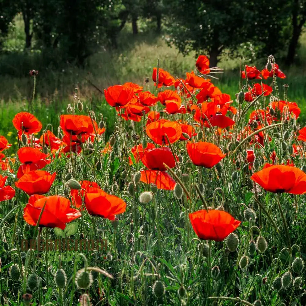 Red Head Wildflower Mix Seeds For Planting For A Stunning Garden Display