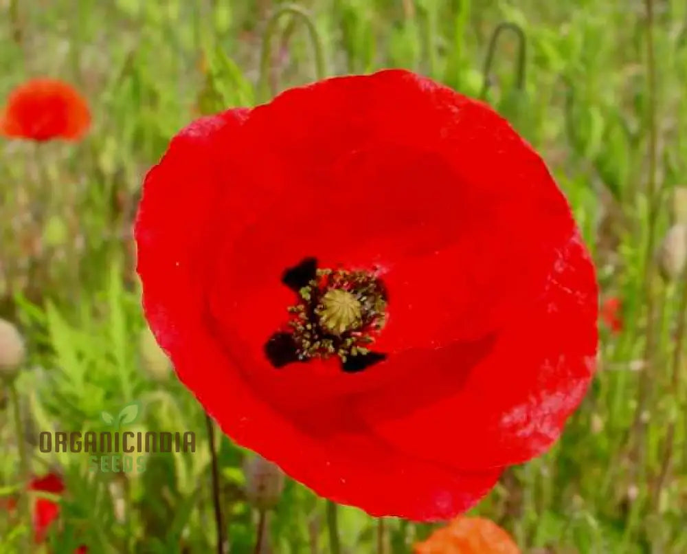 Red Head Wildflower Mix Seeds For Planting For A Stunning Garden Display