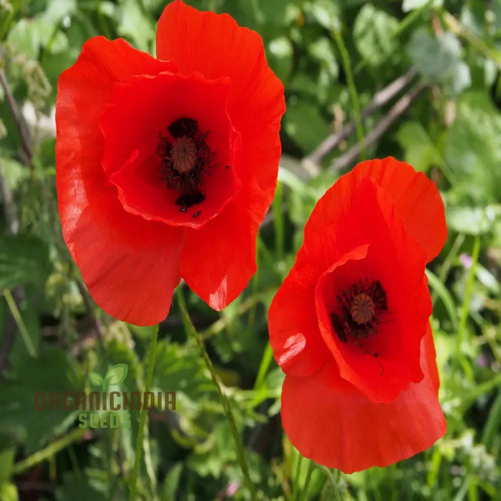 Red Head Wildflower Mix Seeds For Planting For A Stunning Garden Display