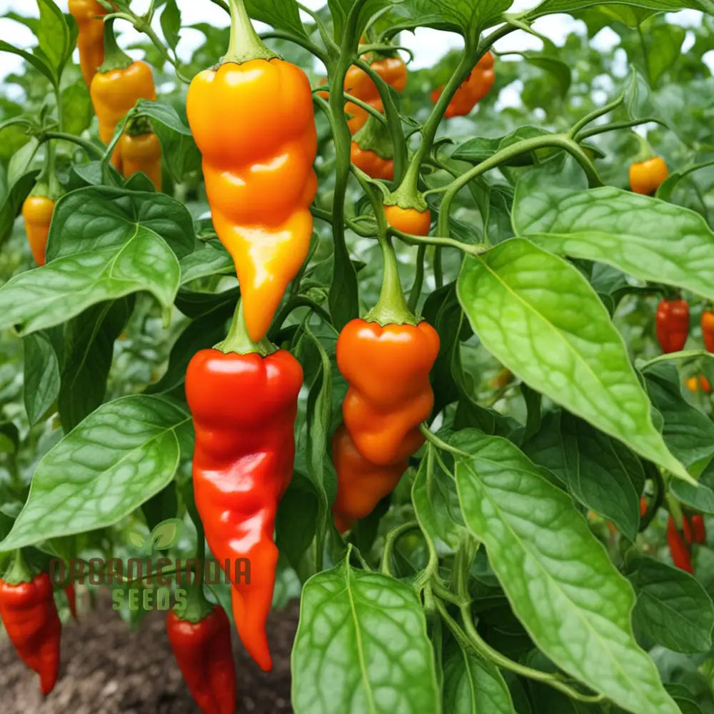 Red Hot Pepper Seeds For Planting Scotch Bonnet Nightshades