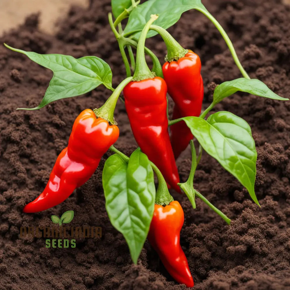 Red Hot Pepper Seeds For Planting Scotch Bonnet Nightshades