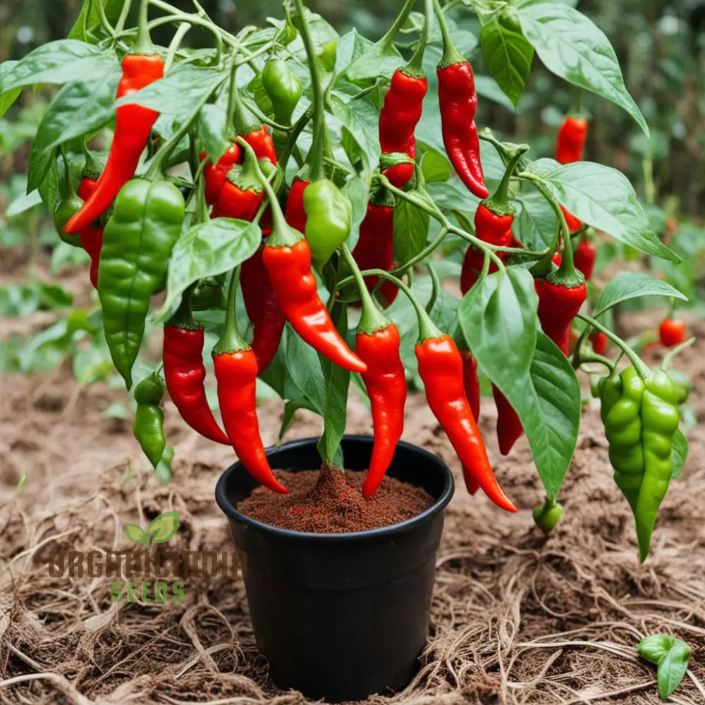 Red Hot Pepper Seeds For Planting Scotch Bonnet Nightshades