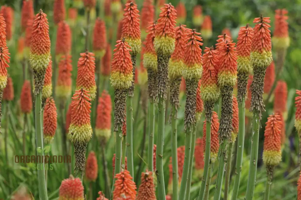 Red Hot Poker Kniphofia Seeds - Fiery Blooms For A Striking Garden Display