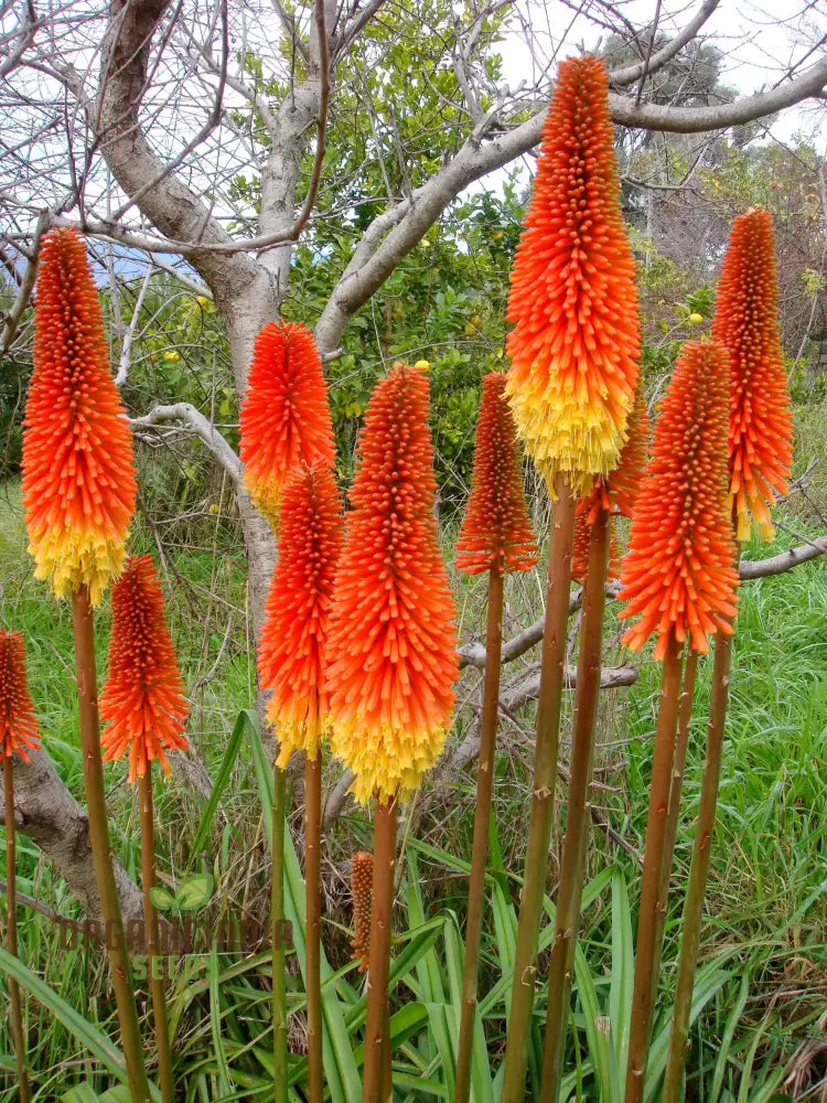 Red Hot Poker Kniphofia Seeds - Fiery Blooms For A Striking Garden Display