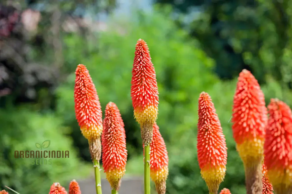 Red Hot Poker Kniphofia Seeds - Fiery Blooms For A Striking Garden Display