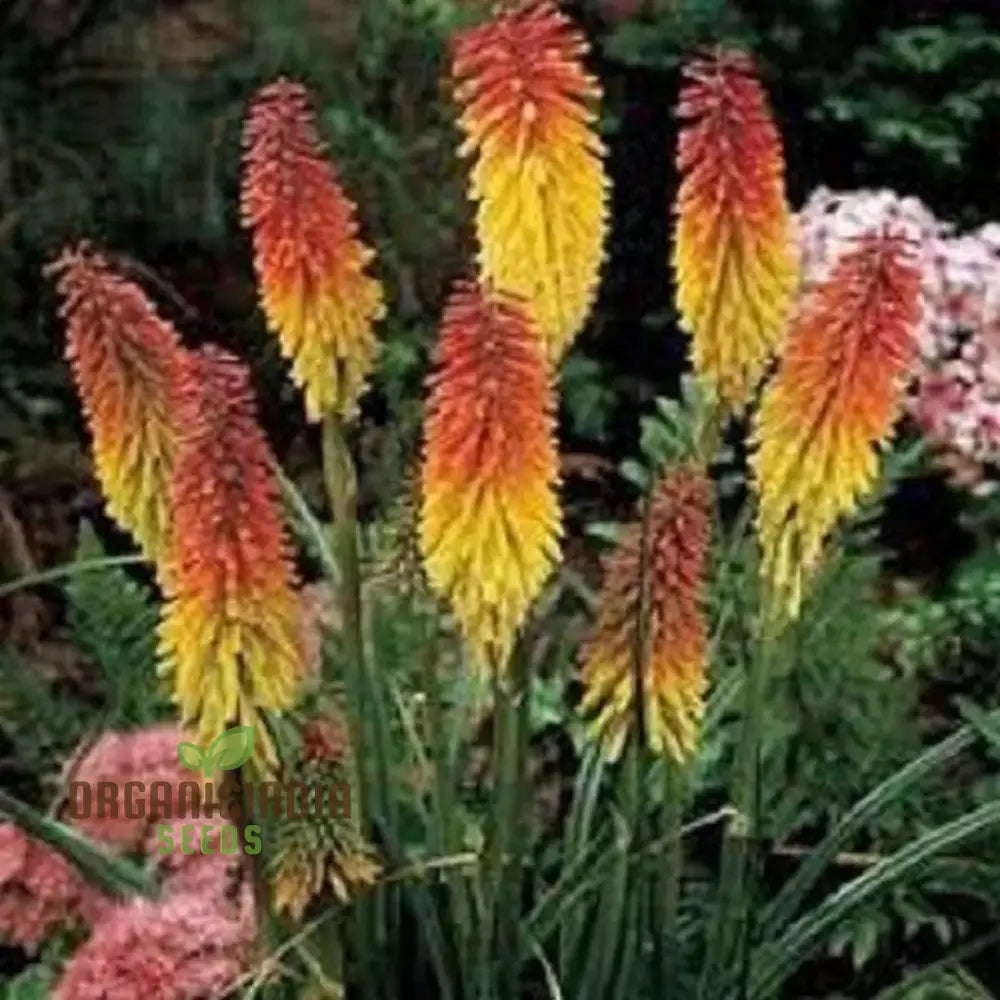 Red Hot Poker Uvaria Mix Flower Seeds For Planting 100 Pcs Seeds