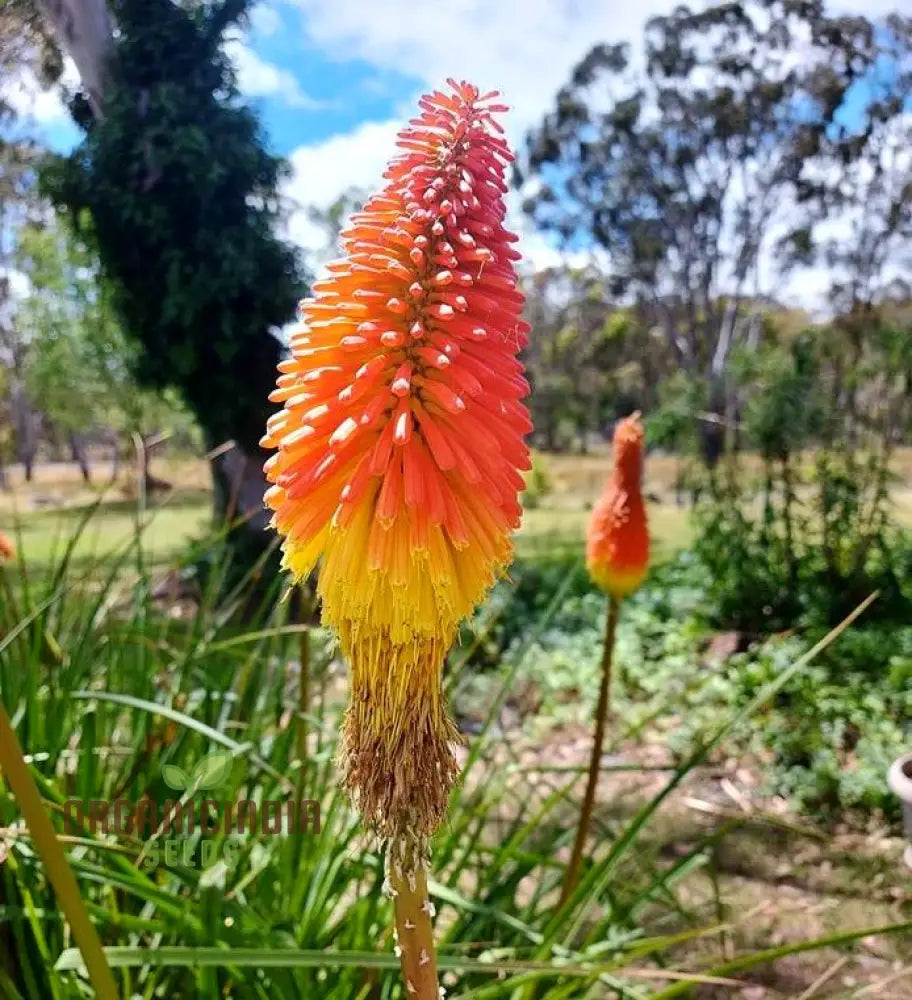 Red Hot Poker Uvaria Mix Flower Seeds For Planting 100 Pcs Seeds