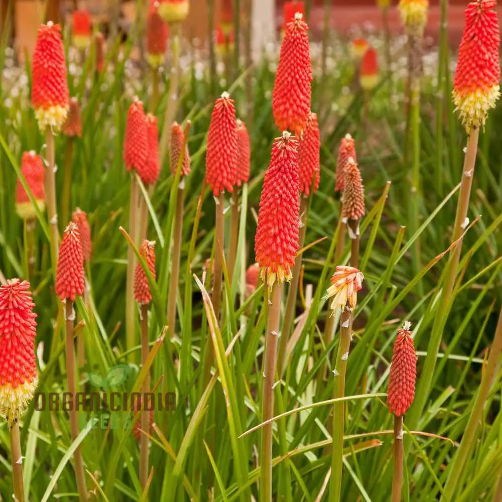 Red Hot Poker Uvaria Mix Flower Seeds For Planting 100 Pcs Seeds