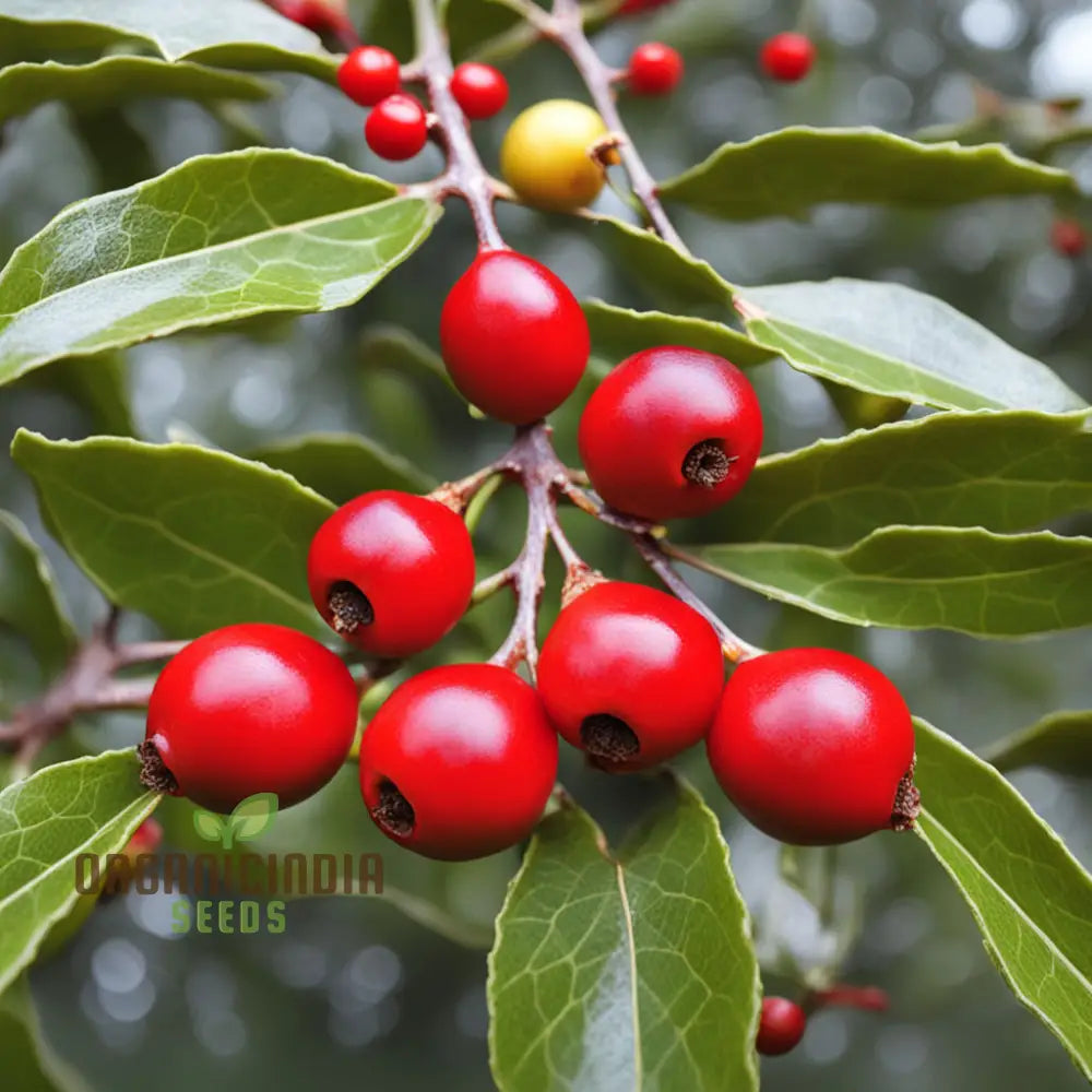 Red Ilex Opaca Fruit Seeds For Planting Cultivate Your Garden With Exotic Holly