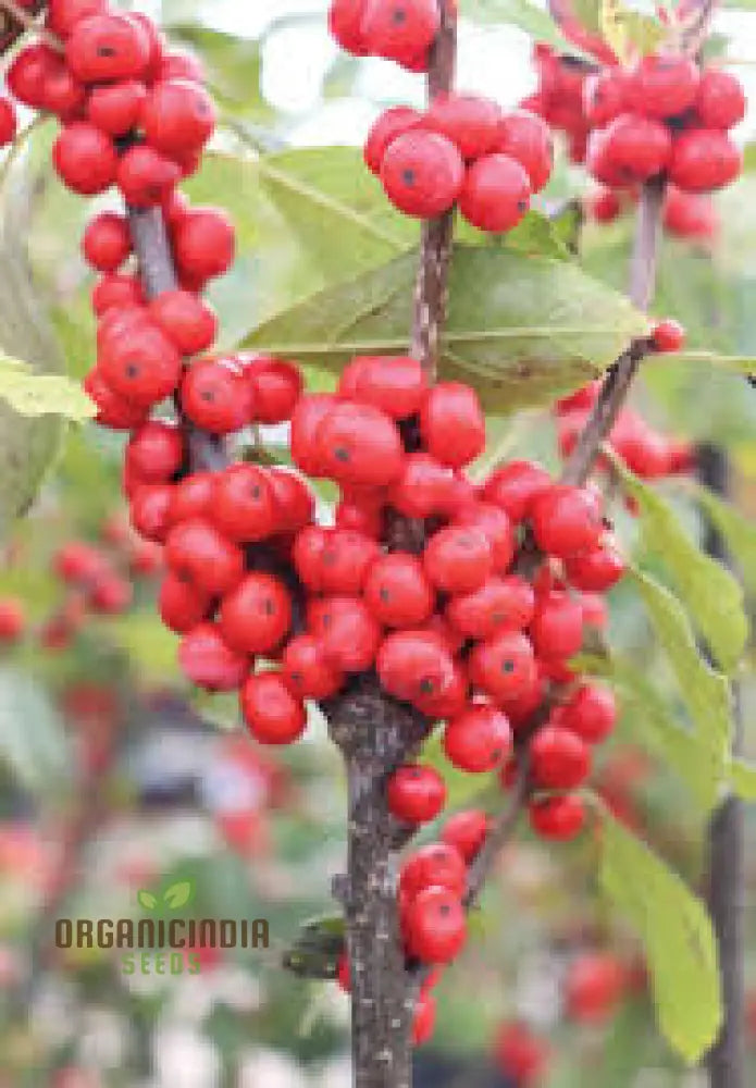 Red Ilex Opaca Fruit Seeds For Planting Cultivate Your Garden With Exotic Holly