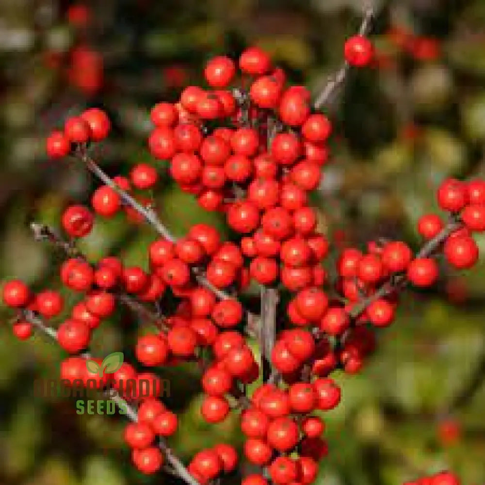 Red Ilex Opaca Fruit Seeds For Planting Cultivate Your Garden With Exotic Holly