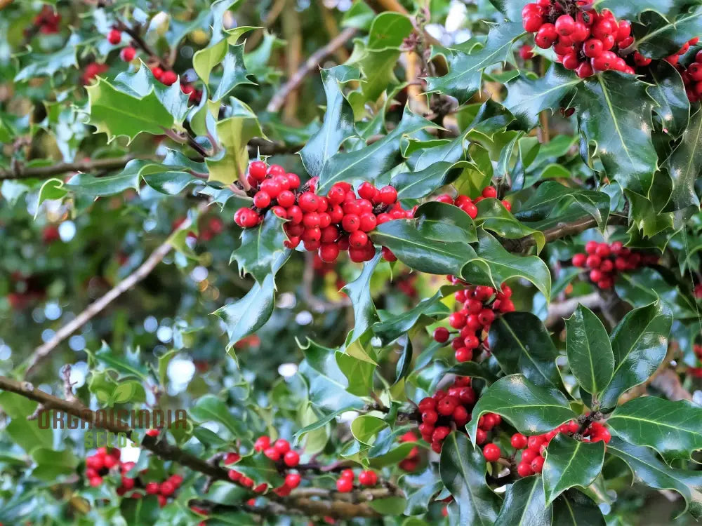 Red Ilex Opaca Fruit Seeds For Planting Cultivate Your Garden With Exotic Holly