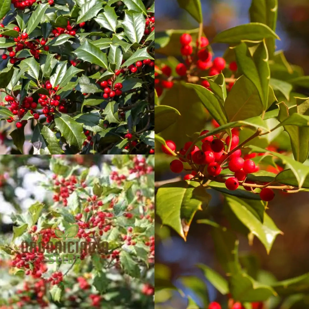 Red Ilex Opaca Fruit Seeds For Planting Cultivate Your Garden With Exotic Holly