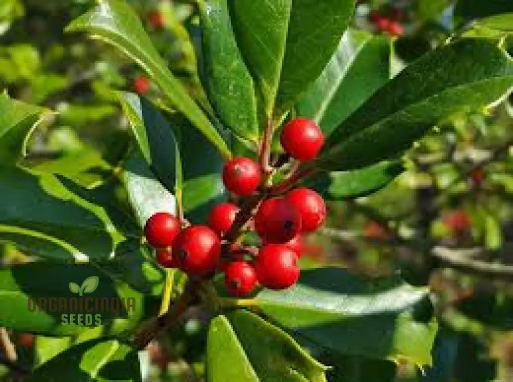 Red Ilex Opaca Seeds Where To Buy American Holly Tree