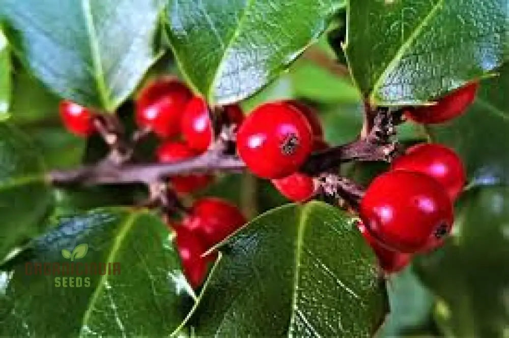 Red Ilex Opaca Seeds Where To Buy American Holly Tree