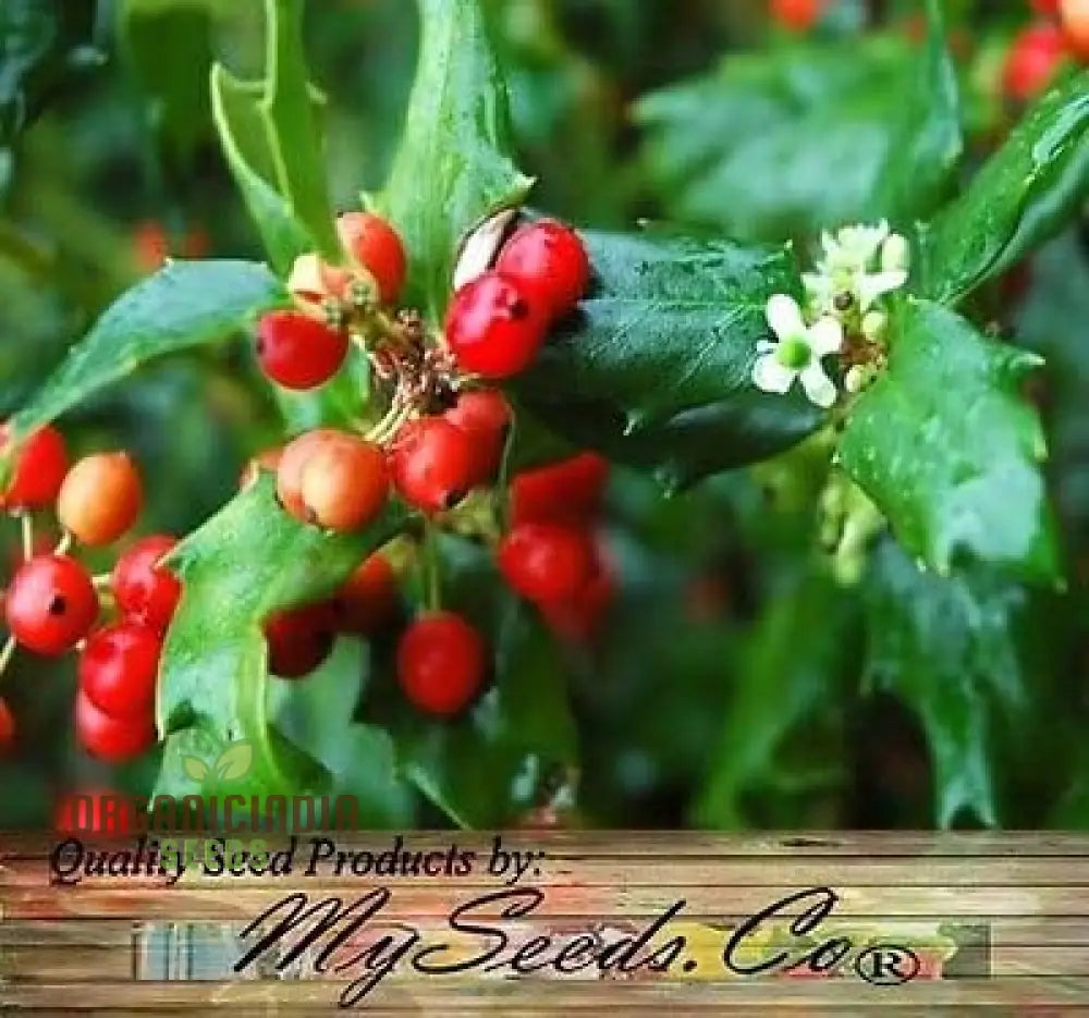 Red Ilex Opaca Seeds Where To Buy American Holly Tree