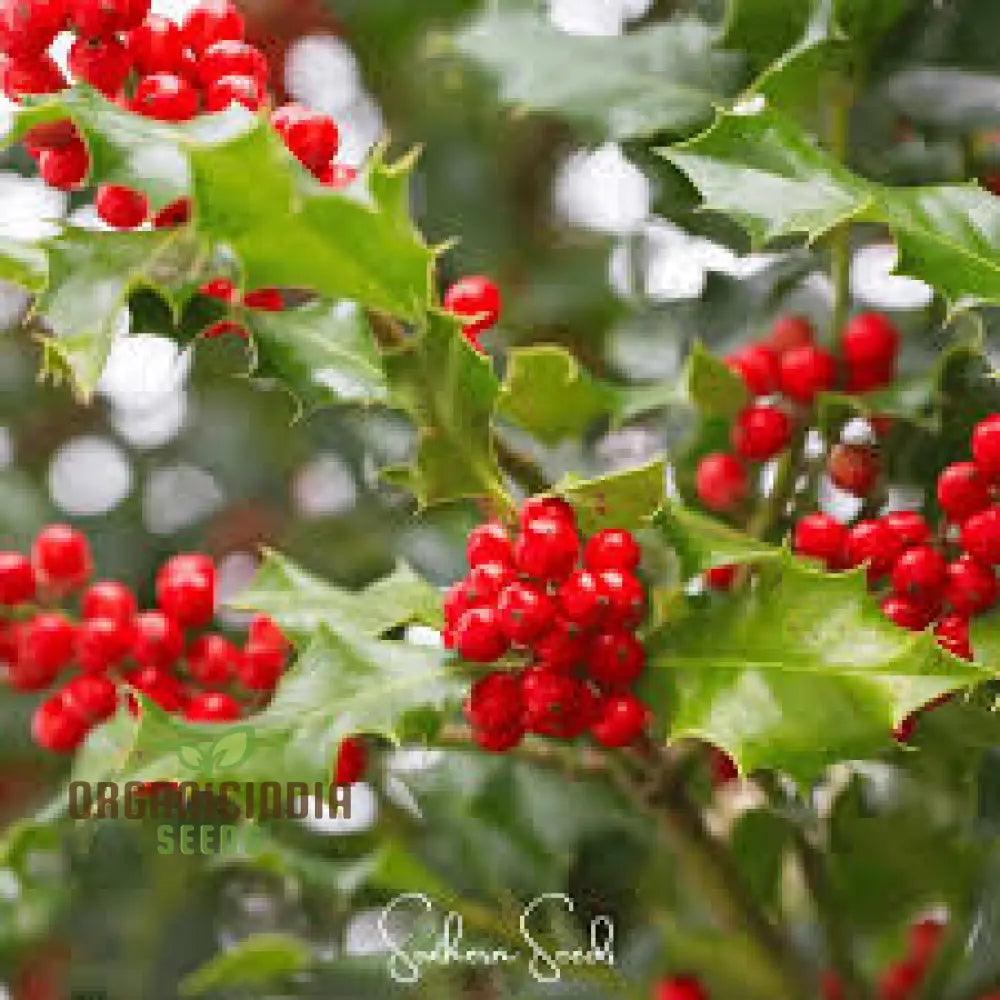 Red Ilex Opaca Seeds Where To Buy American Holly Tree