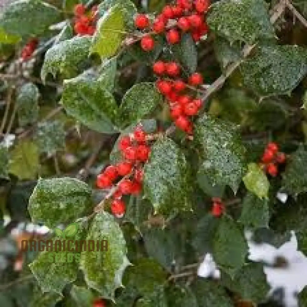 Red Ilex Opaca Seeds Where To Buy American Holly Tree