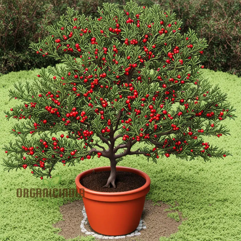 Red Ilex Vomitoria Yaupon Holly Tree Seeds Grow Your Own Vibrant Landscape Accent 100 Pcs