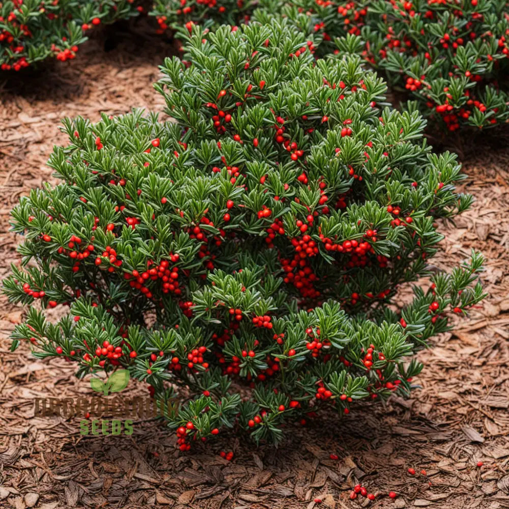 Red Ilex Vomitoria Yaupon Holly Tree Seeds Grow Your Own Vibrant Landscape Accent 500 Pcs