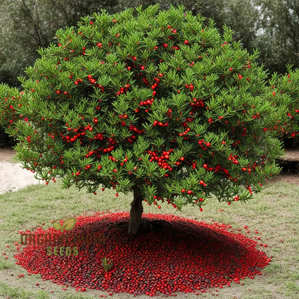 Red Ilex Vomitoria Yaupon Holly Tree Seeds Grow Your Own Vibrant Landscape Accent